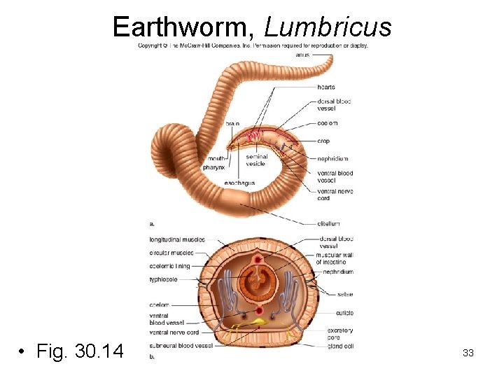 Earthworm, Lumbricus • Fig. 30. 14 33 