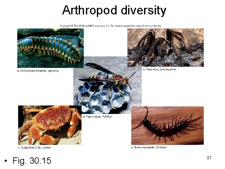 Arthropod diversity • Fig. 30. 15 37 