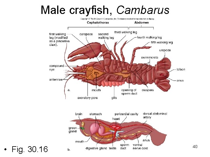 Male crayfish, Cambarus • Fig. 30. 16 40 