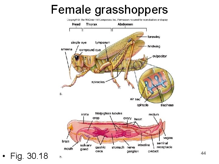 Female grasshoppers • Fig. 30. 18 44 