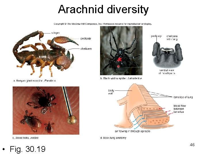 Arachnid diversity • Fig. 30. 19 46 