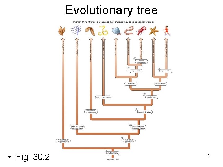 Evolutionary tree • Fig. 30. 2 7 