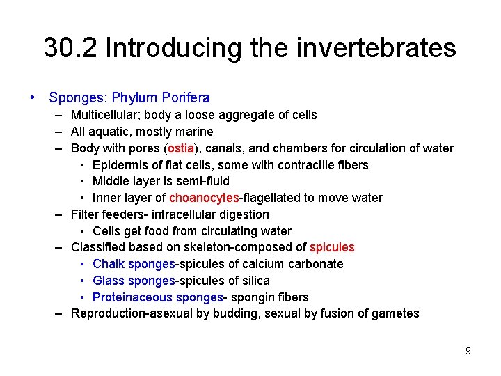 30. 2 Introducing the invertebrates • Sponges: Phylum Porifera – Multicellular; body a loose