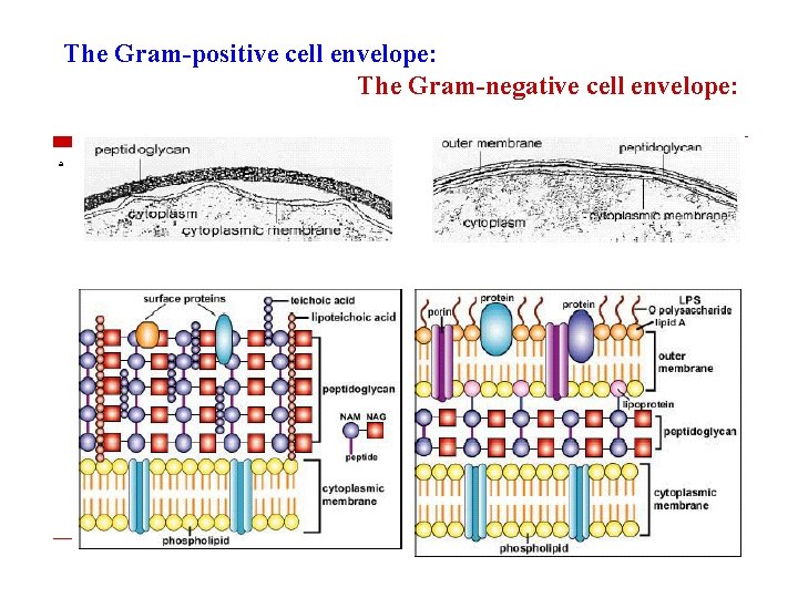 The Gram-positive cell envelope: The Gram-negative cell envelope: a 