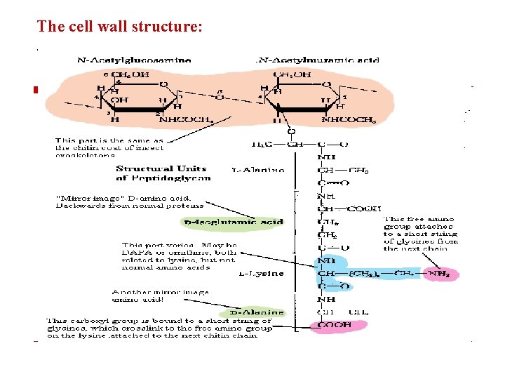 The cell wall structure: a 