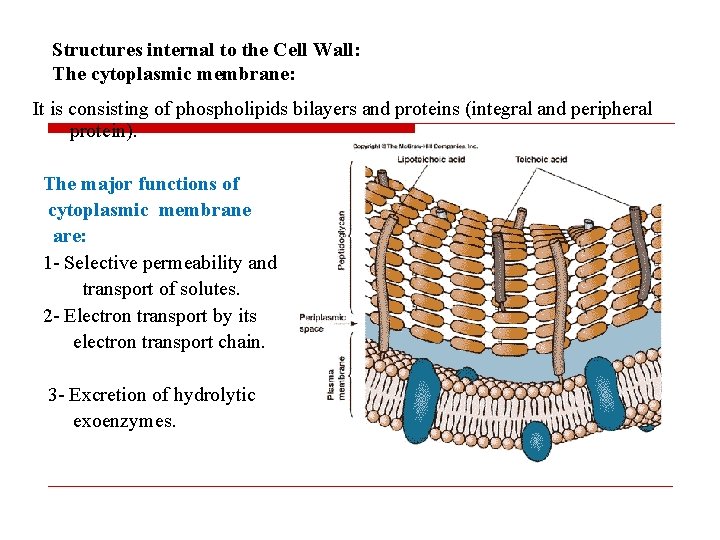 Structures internal to the Cell Wall: The cytoplasmic membrane: It is consisting of phospholipids