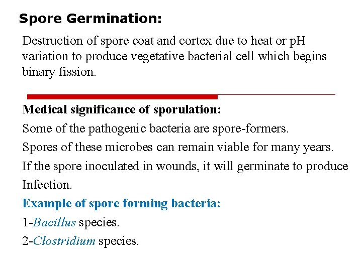 Spore Germination: Destruction of spore coat and cortex due to heat or p. H
