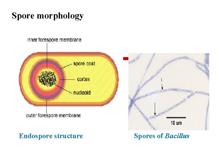 Spore morphology Endospore structure Spores of Bacillus 