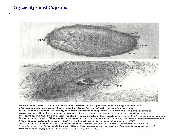 Glycocalyx and Capsule: a 