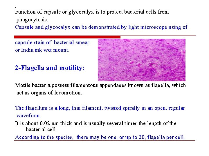 a Function of capsule or glycocalyx is to protect bacterial cells from phagocytosis. Capsule