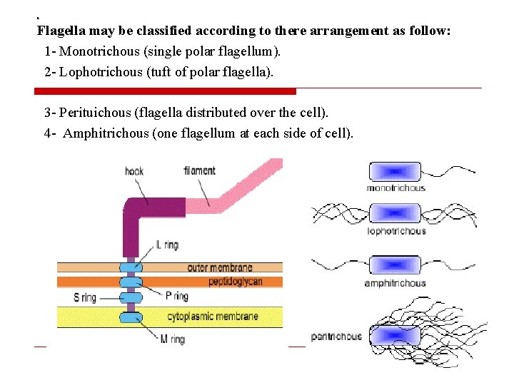a Flagella may be classified according to there arrangement as follow: 1 - Monotrichous