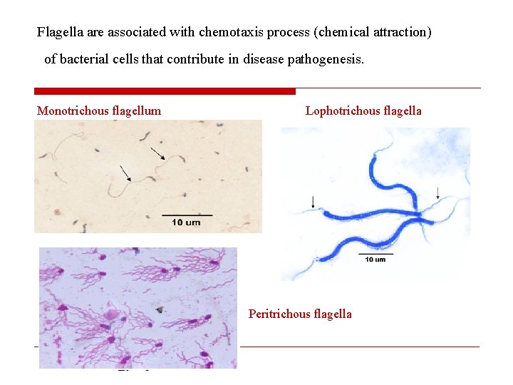 Flagella are associated with chemotaxis process (chemical attraction) of bacterial cells that contribute in