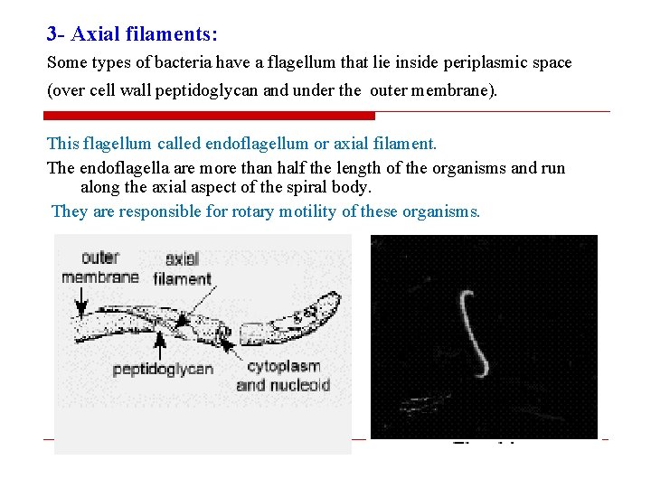 3 - Axial filaments: Some types of bacteria have a flagellum that lie inside