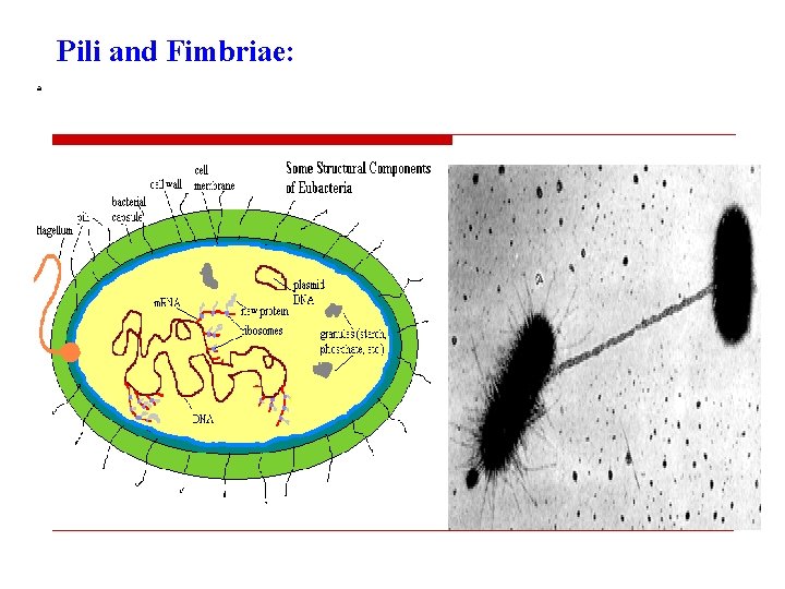 Pili and Fimbriae: a 