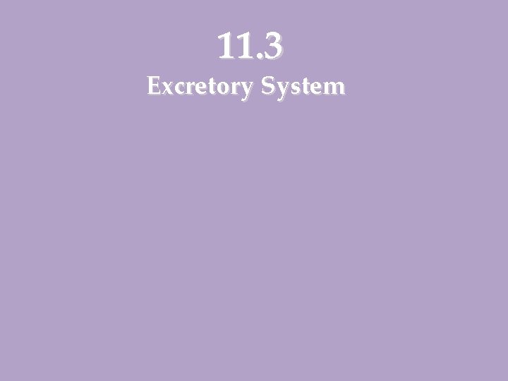 11. 3 Excretory System 