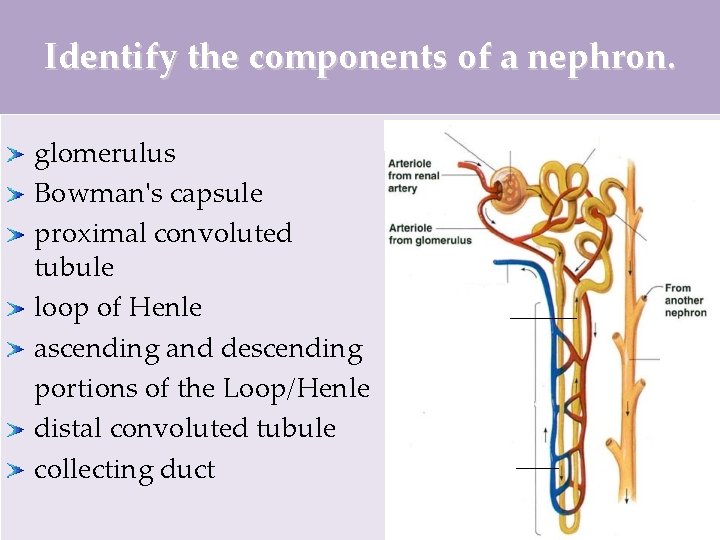 Identify the components of a nephron. glomerulus Bowman's capsule proximal convoluted tubule loop of