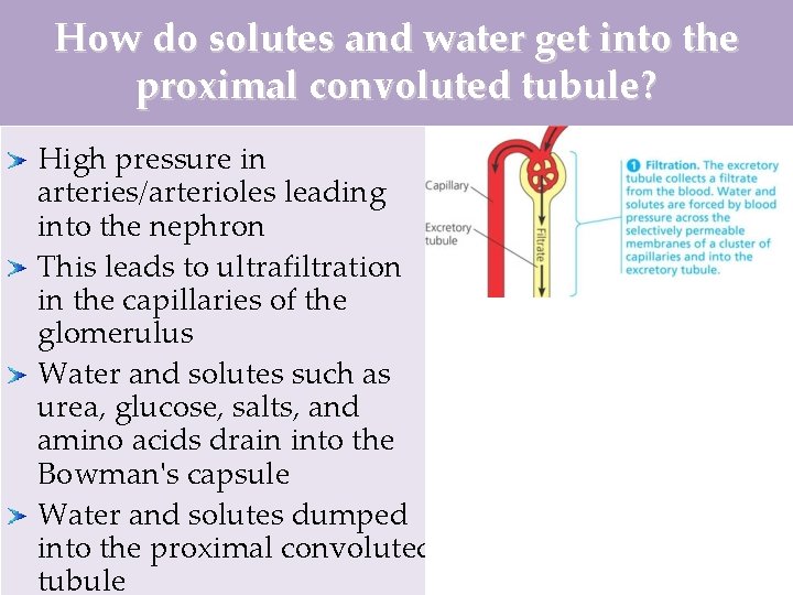 How do solutes and water get into the proximal convoluted tubule? High pressure in