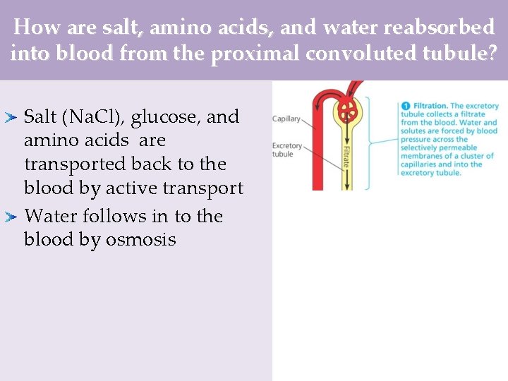 How are salt, amino acids, and water reabsorbed into blood from the proximal convoluted