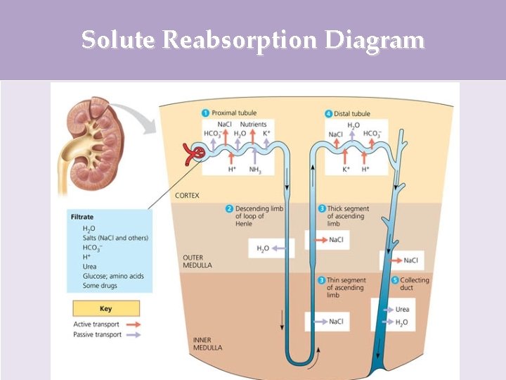 Solute Reabsorption Diagram 