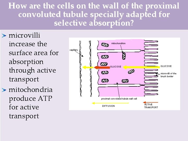 How are the cells on the wall of the proximal convoluted tubule specially adapted