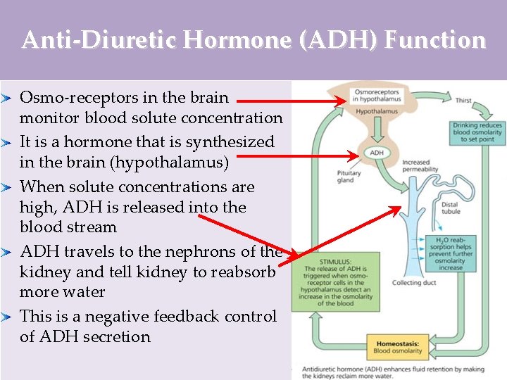 Anti-Diuretic Hormone (ADH) Function Osmo-receptors in the brain monitor blood solute concentration It is