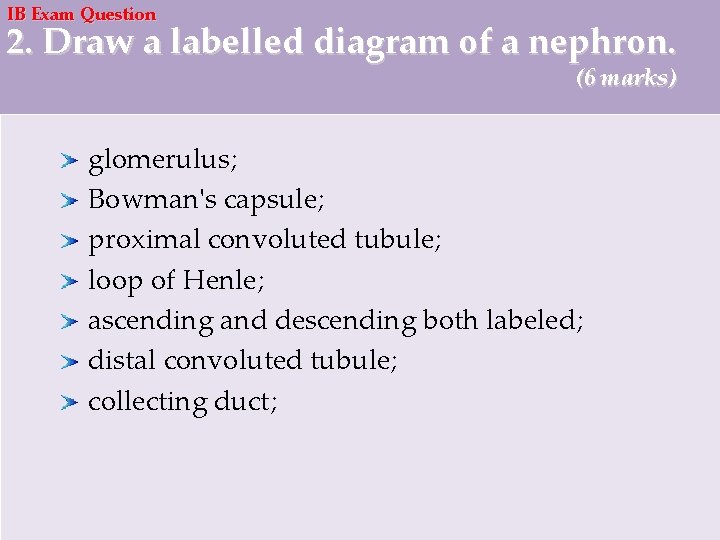 IB Exam Question 2. Draw a labelled diagram of a nephron. (6 marks) glomerulus;