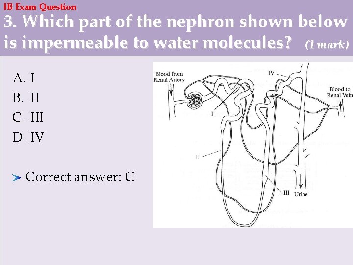 IB Exam Question 3. Which part of the nephron shown below is impermeable to