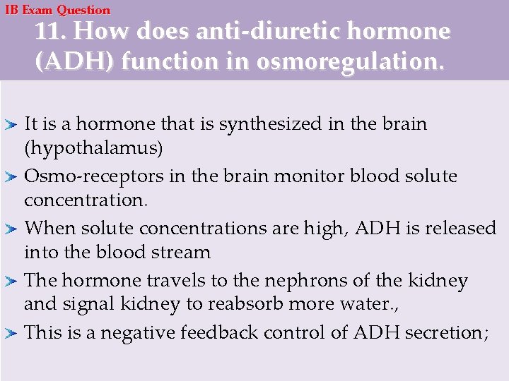 IB Exam Question 11. How does anti-diuretic hormone (ADH) function in osmoregulation. It is