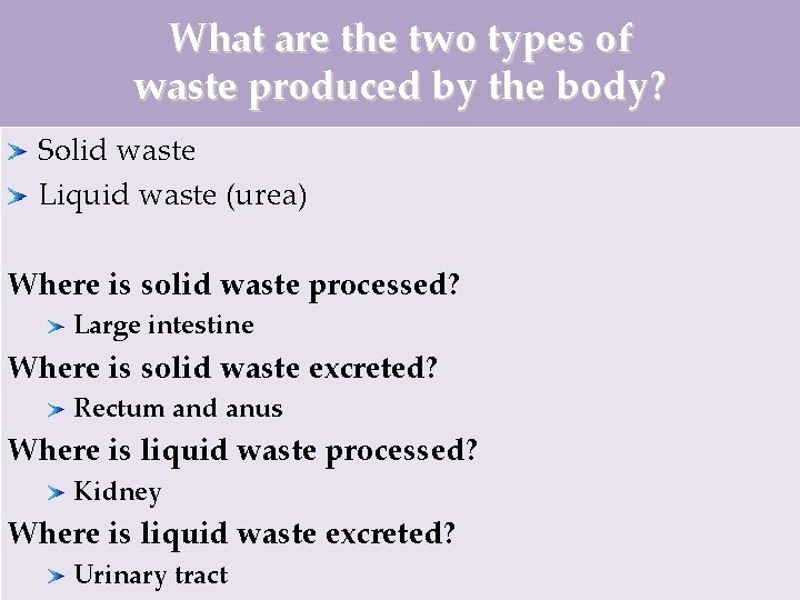 What are the two types of waste produced by the body? Solid waste Liquid