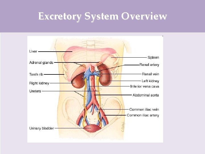 Excretory System Overview 