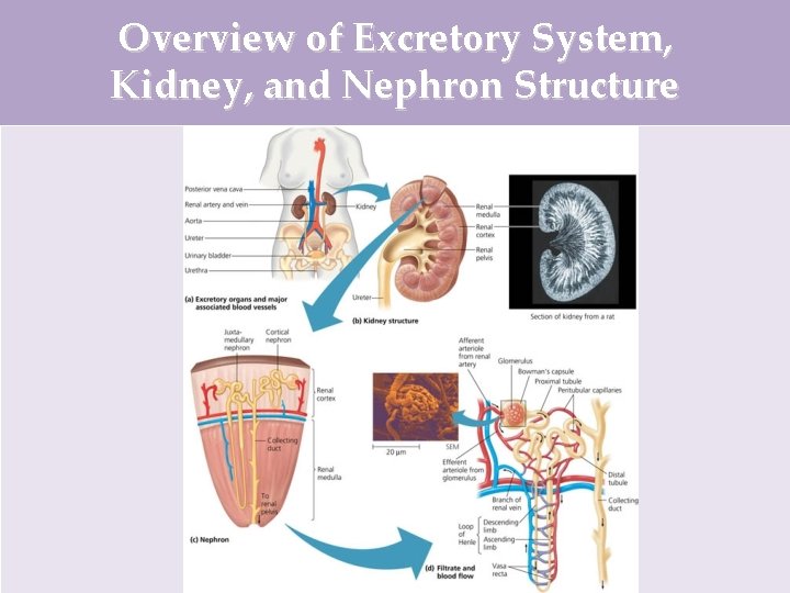 Overview of Excretory System, Kidney, and Nephron Structure 