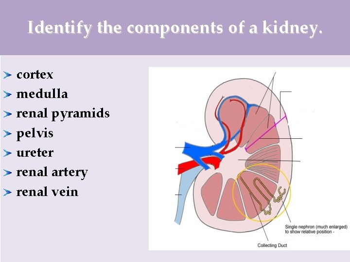 Identify the components of a kidney. cortex medulla renal pyramids pelvis ureter renal artery