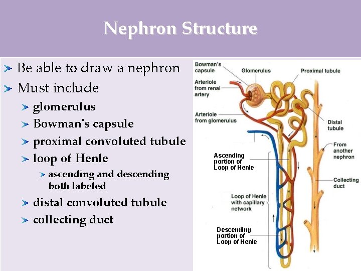 Nephron Structure Be able to draw a nephron Must include glomerulus Bowman's capsule proximal