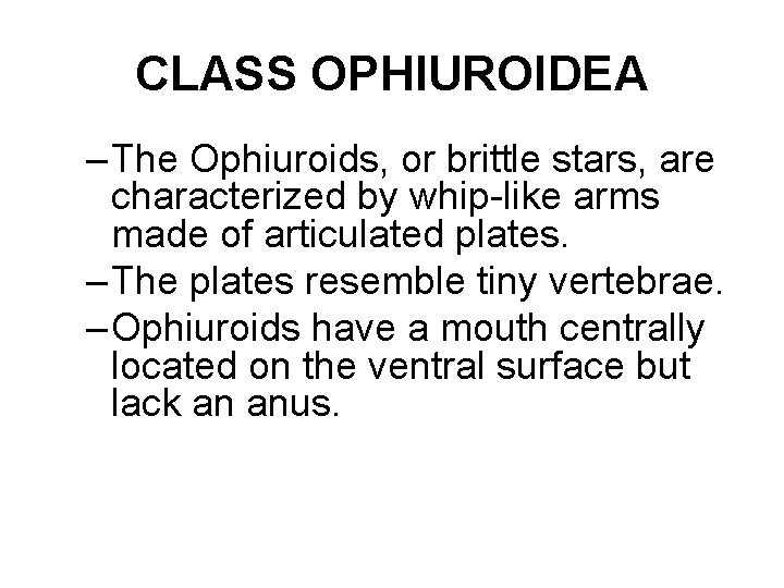 CLASS OPHIUROIDEA – The Ophiuroids, or brittle stars, are characterized by whip-like arms made