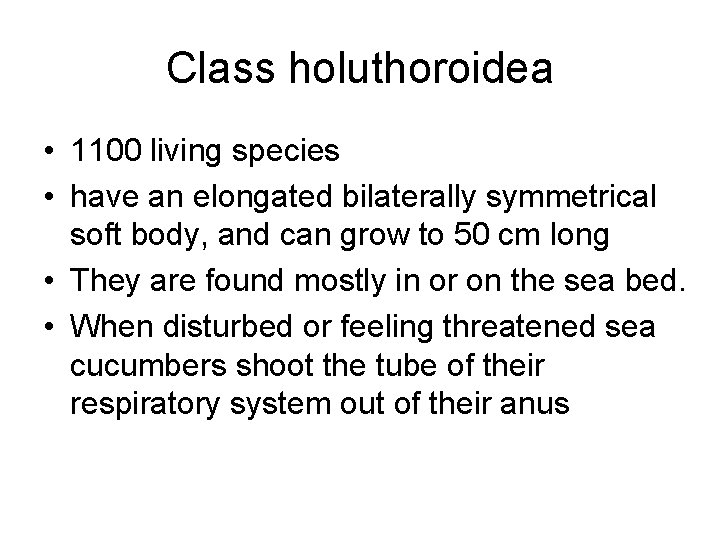 Class holuthoroidea • 1100 living species • have an elongated bilaterally symmetrical soft body,