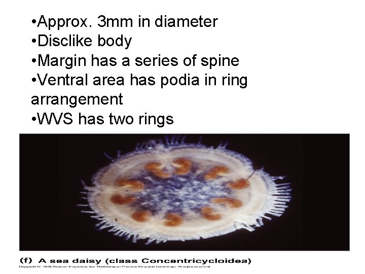  • Approx. 3 mm in diameter • Disclike body • Margin has a