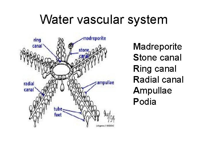 Water vascular system Madreporite Stone canal Ring canal Radial canal Ampullae Podia 