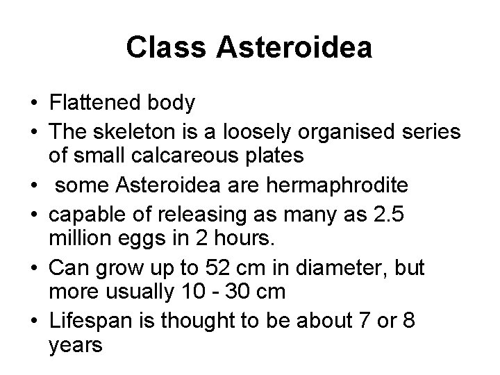 Class Asteroidea • Flattened body • The skeleton is a loosely organised series of