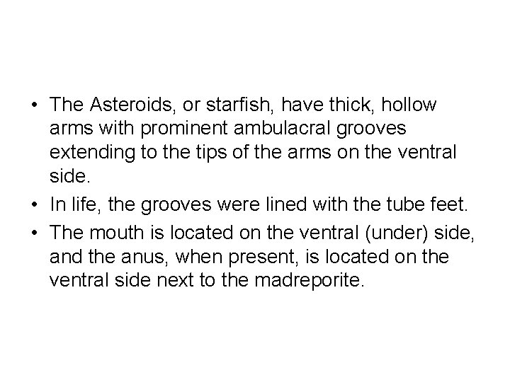  • The Asteroids, or starfish, have thick, hollow arms with prominent ambulacral grooves