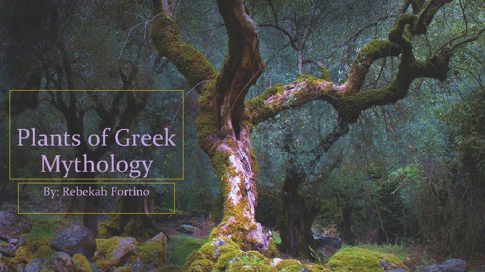 Plants of Greek Mythology By: Rebekah Fortino 