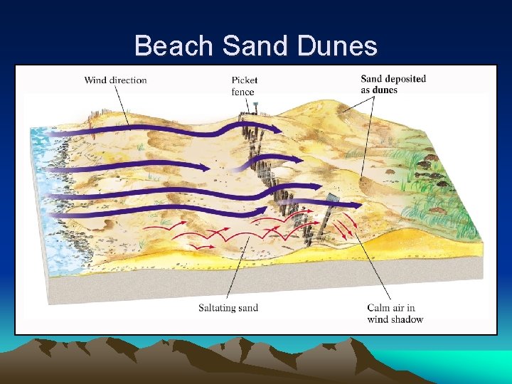 Beach Sand Dunes 