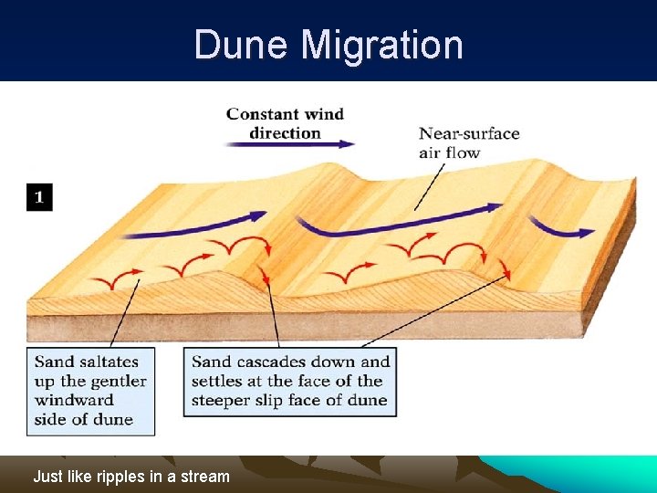 Dune Migration Just like ripples in a stream 