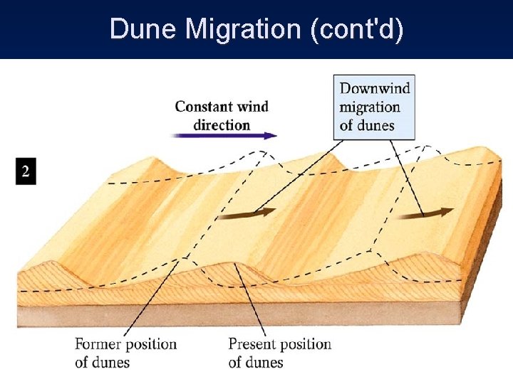 Dune Migration (cont'd) 