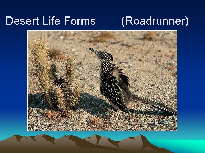 Desert Life Forms (Roadrunner) 