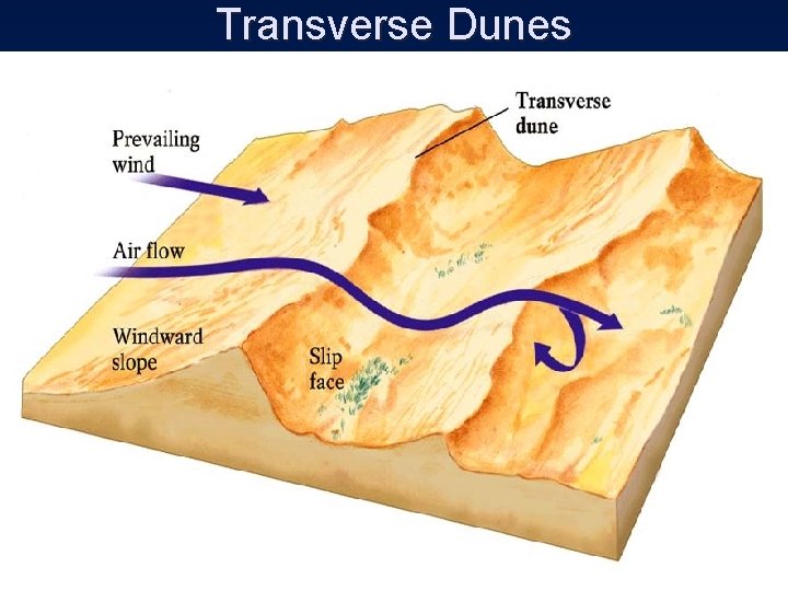 Transverse Dunes 