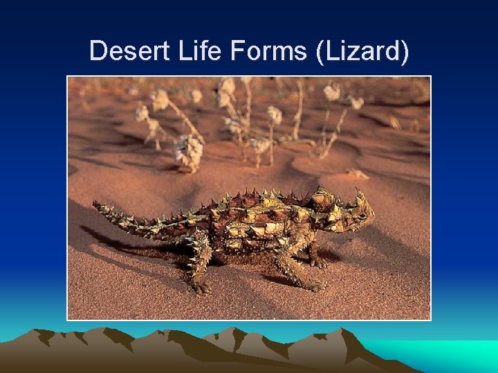 Desert Life Forms (Lizard) 