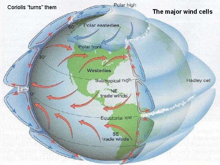 Coriolis “turns” them The major wind cells 