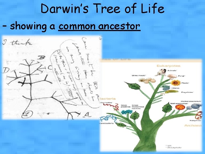 Darwin’s Tree of Life – showing a common ancestor 