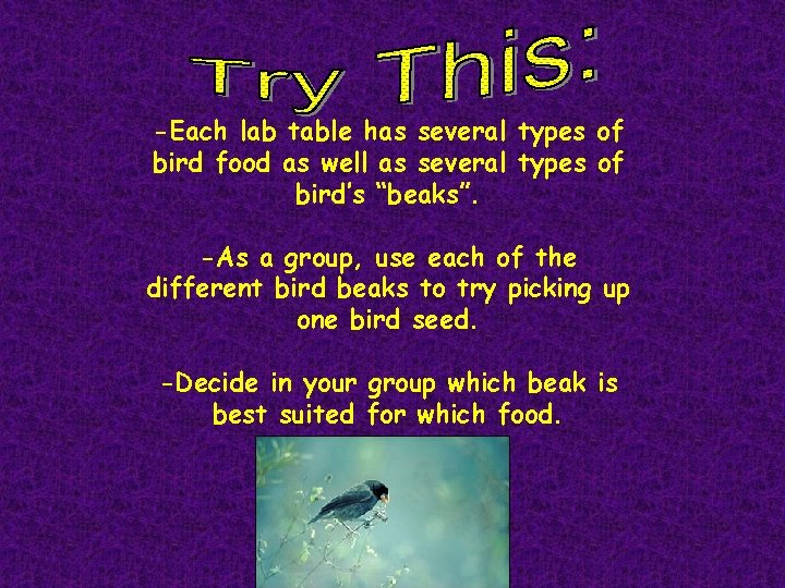 -Each lab table has several types of bird food as well as several types