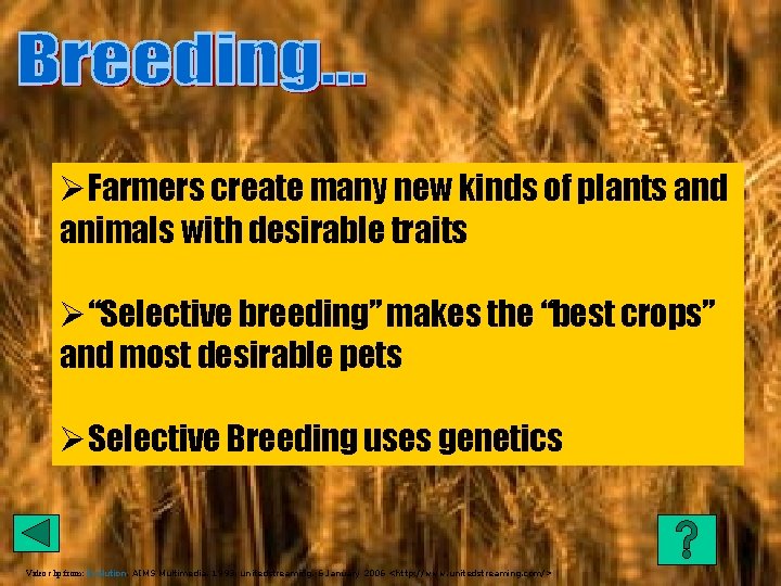 ØFarmers create many new kinds of plants and animals with desirable traits Ø“Selective breeding”